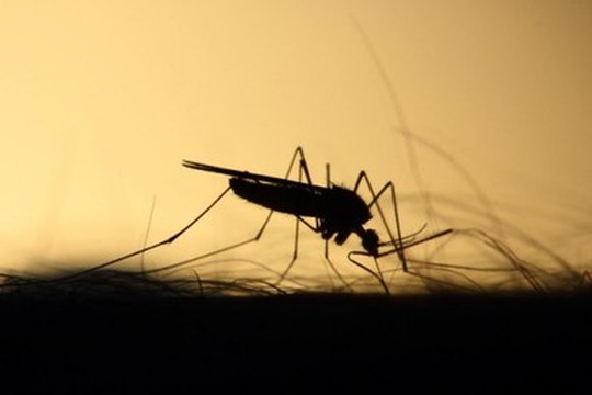 Mosquito Alert: i cittadini al fianco dei ricercatori nel tracciamento delle zanzare
